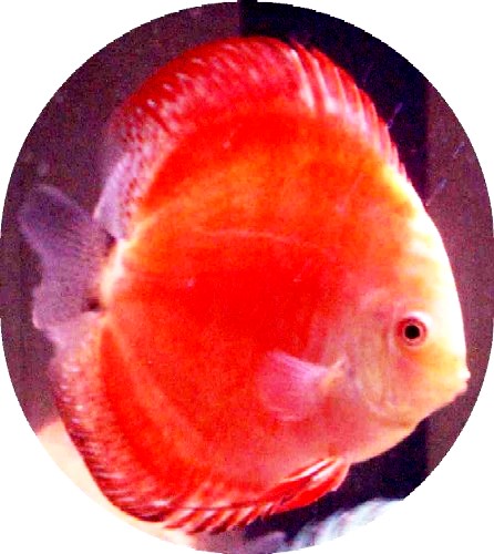 Super Red Marlboro Discus Fish - 3-3.5 Inch